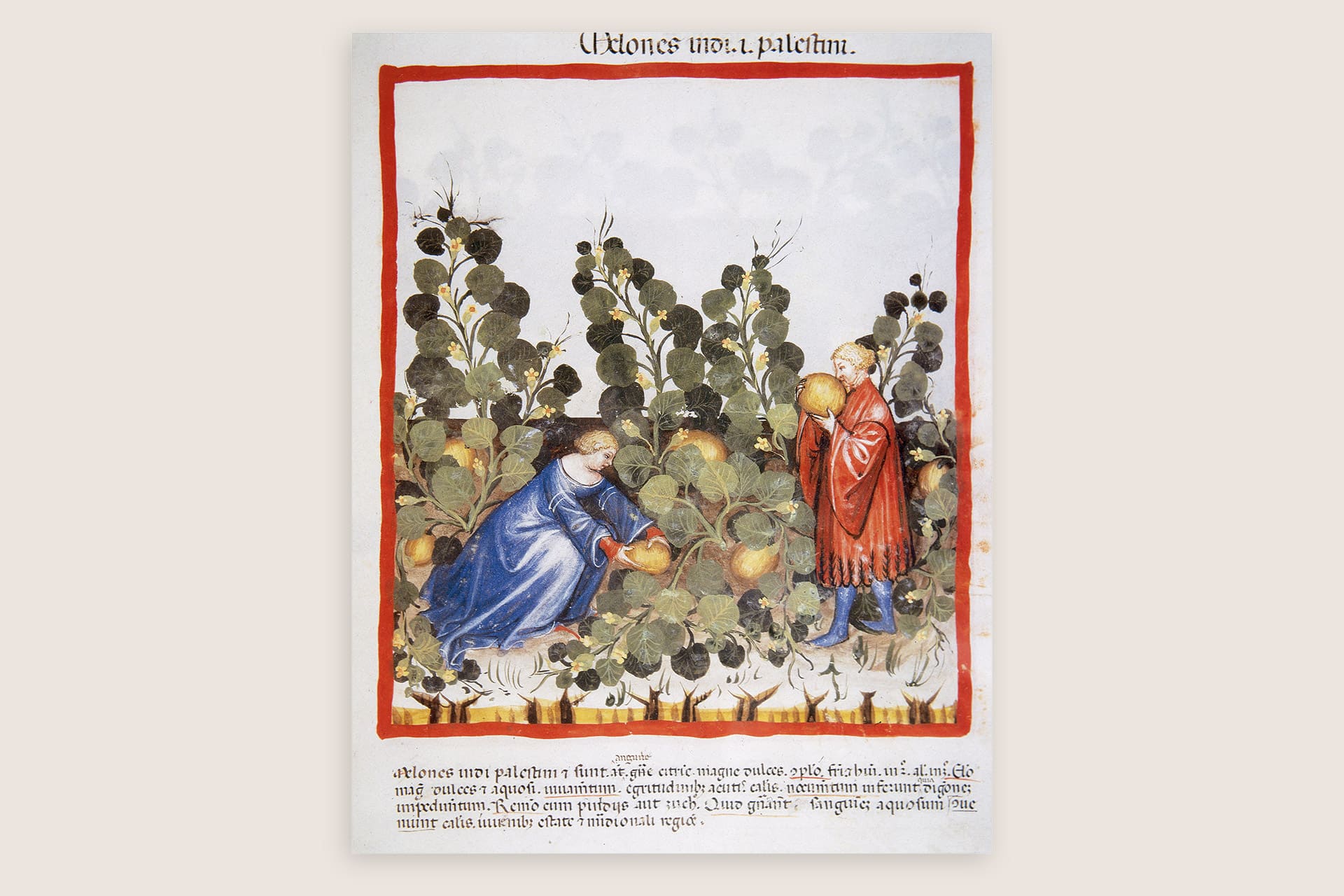 Tacuinum Sanitatis old medieval illustration