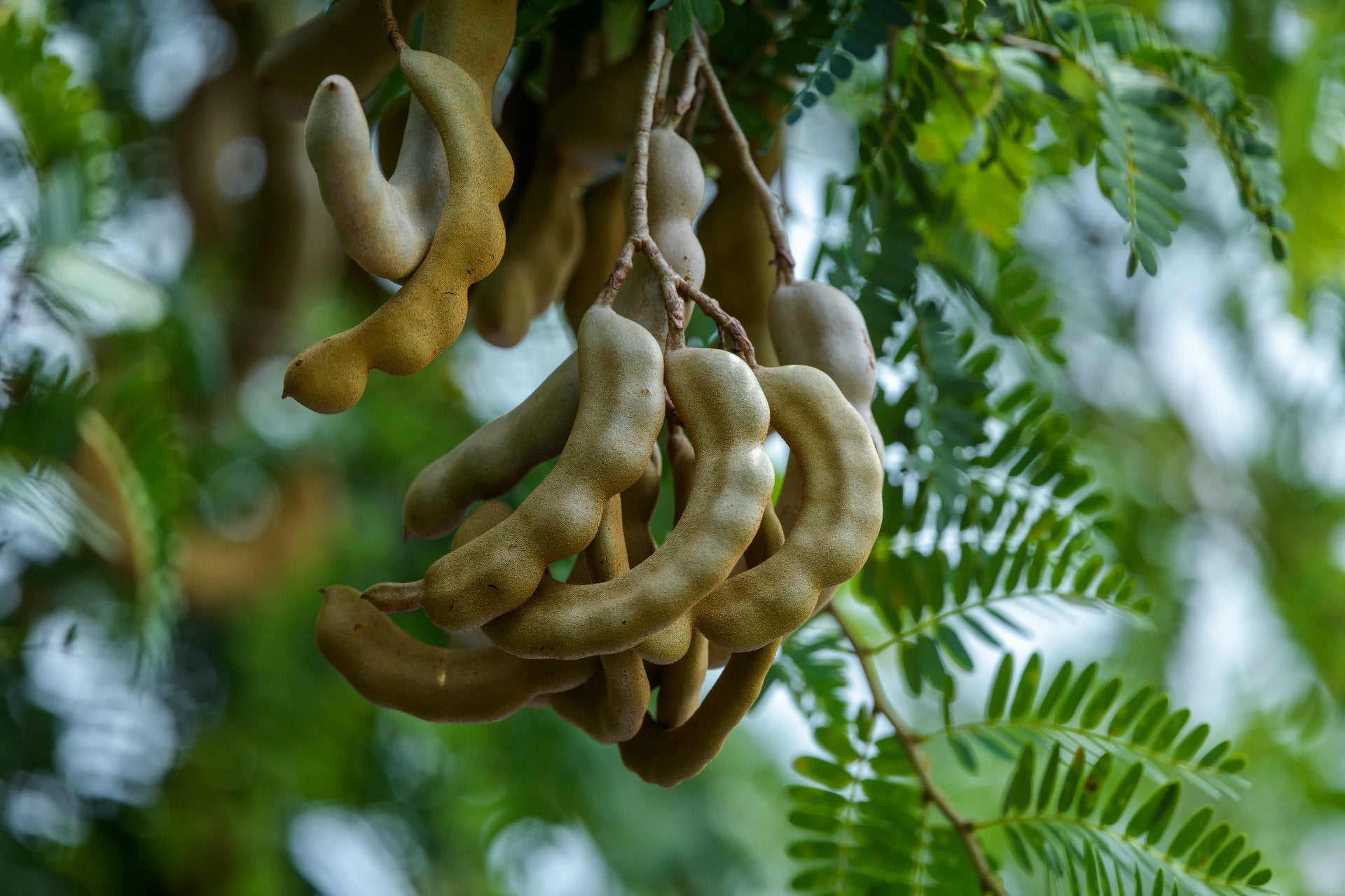 tamarind-what-is