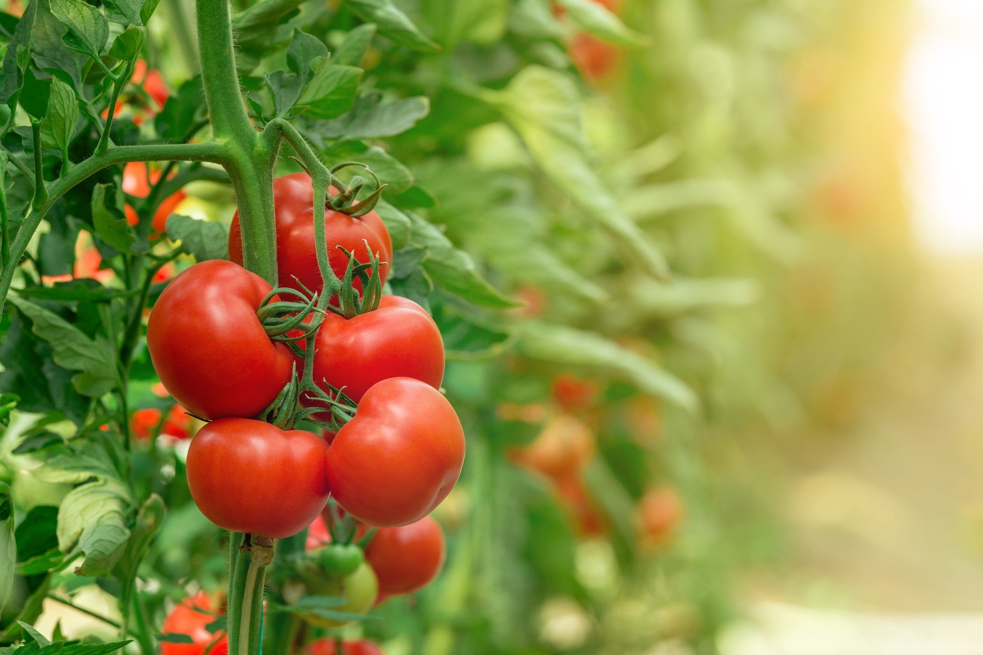 tomatoes-fruits