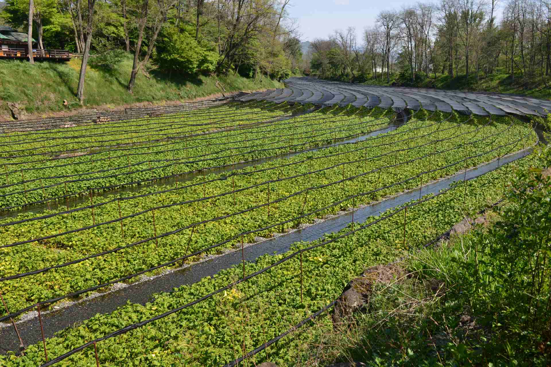 wasabi cultivation ©iStock