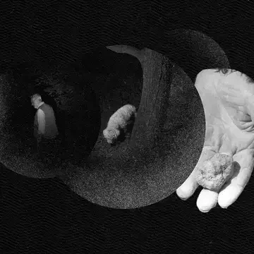 The Digest podcast truffles