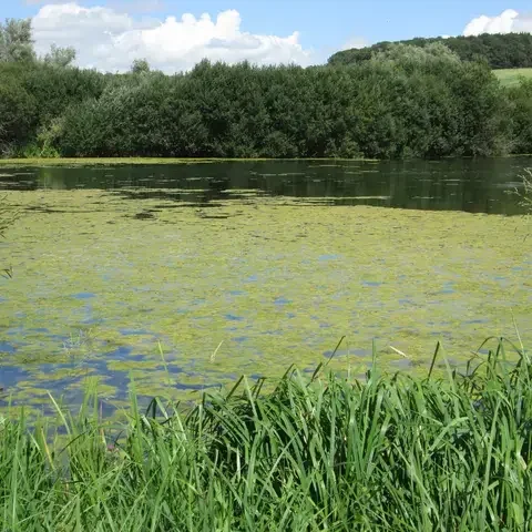 Calm lake covered with green algae, surrounded by dense trees and tall grass under a partly cloudy sky