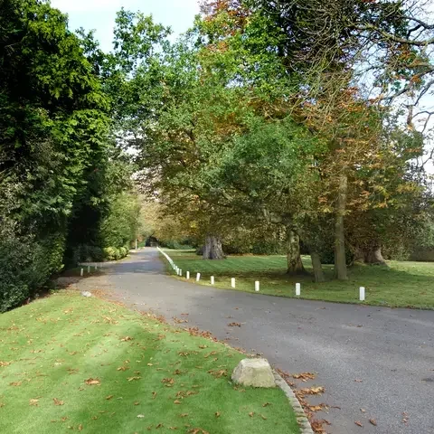 Tree-lined country road with fallen leaves, surrounded by lush greenery and a grassy lawn on a sunny day