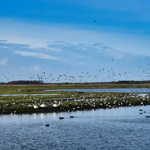 Birds soar over a serene wetland, ducks and swans on calm water, framed by blue skies and lush green reeds