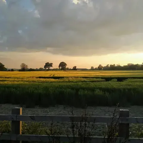 Golden fields at sunset, framed by a wooden fence, with trees silhouetted against a dramatic sky