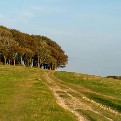 Grassy path leading to a grove of trees under a clear sky, evoking a sense of tranquility and natural beauty