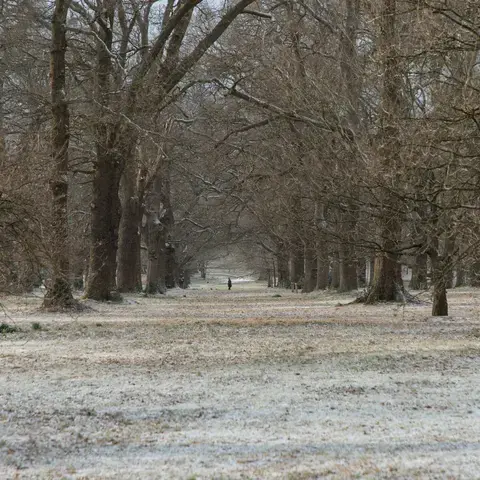 Snowy path lined with tall, bare trees in a quiet winter forest, a lone figure walking in the peaceful distance