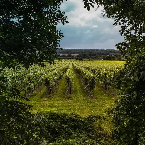 Vineyard rows framed by lush green foliage, stretching towards distant trees under a cloudy sky