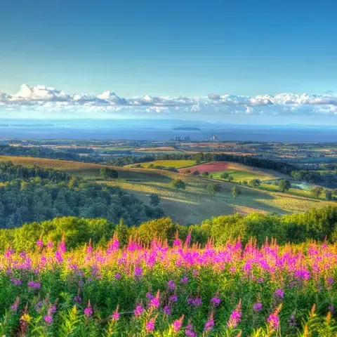 Vibrant wildflowers overlooking rolling green fields, with distant hills and the sea under a bright sky