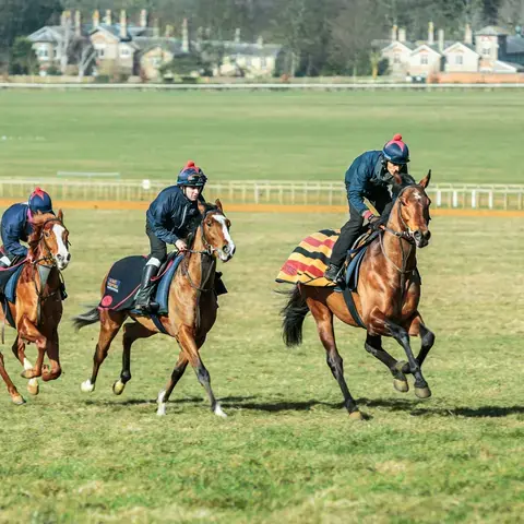 Three racehorses gallop during morning training on a lush green field, led by jockeys in navy blue uniforms and helmets.