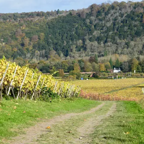 Vineyard in autumn with golden leaves, set against a backdrop of dense woodland and a quaint white cottage in the distance