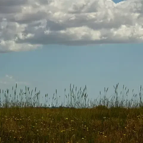 Grassy field with tall wildflowers and clear blue sky, dotted with fluffy white clouds in the background