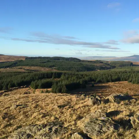 Rolling hills under a bright blue sky, dense forests stretch across the golden landscape. A tranquil countryside view unfolds