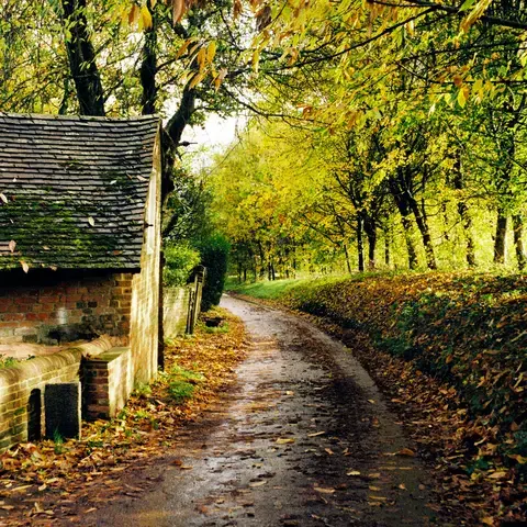 Rustic cottage with mossy roof beside a leafy autumn lane, dappled sunlight filtering through trees creating a golden glow