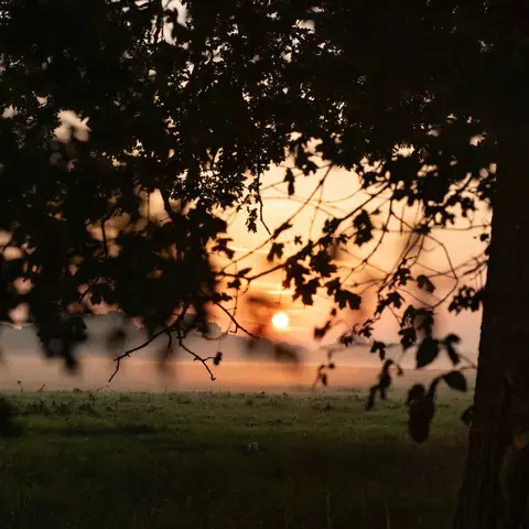 Silhouetted branches framing a misty field at sunrise, with the sun glowing softly in the orange sky