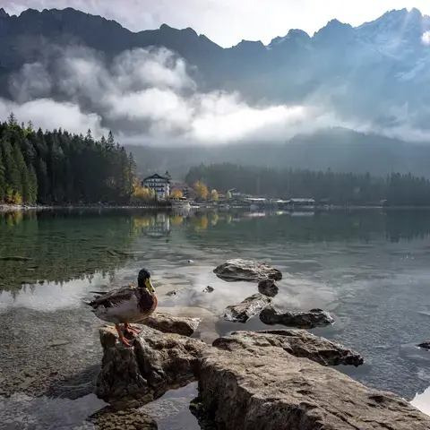 Duck perched on rocks by a serene mountain lake, surrounded by misty peaks, autumn trees, and a cozy lakeside lodge