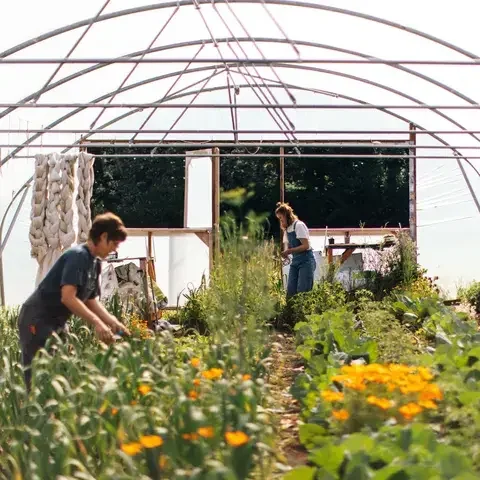 Market garden at Wilson's in Bristol.