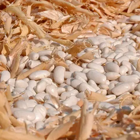 Sorana bean