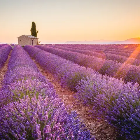 Lavender fields in Provence.