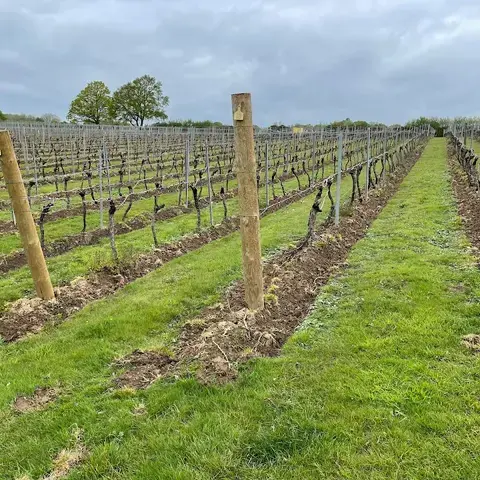 Chapel Down Vineyard Chapel Down Vineyard