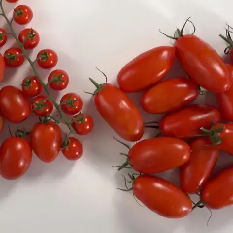 Secrets of tomato