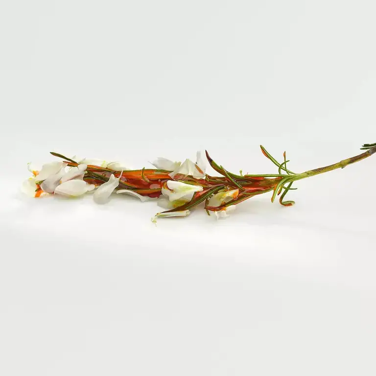 Aromatic Brush  © Jose Luis Lopez De Zubiria 