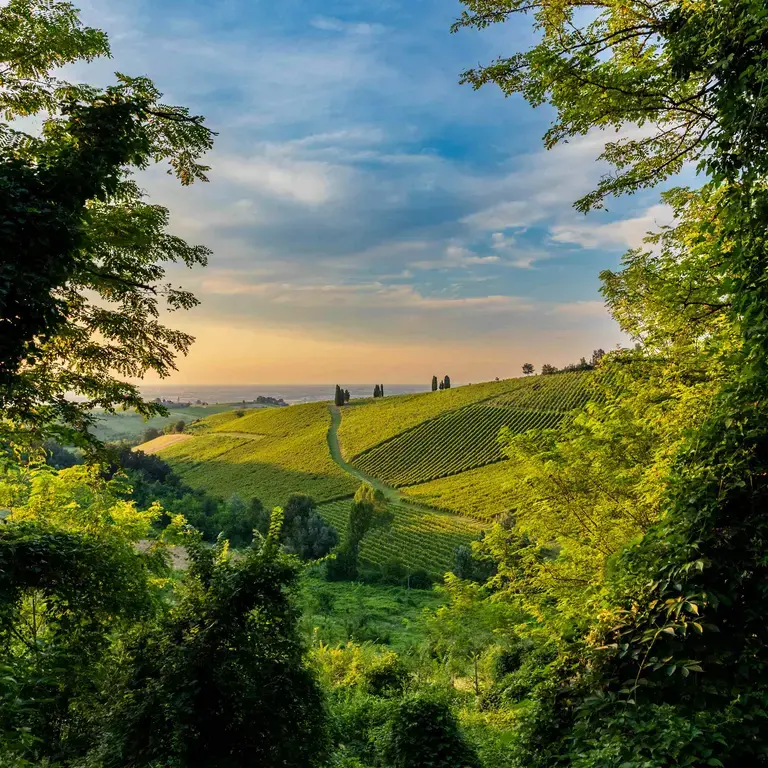 Window in the Vineyard by Alessandro Anglisani.