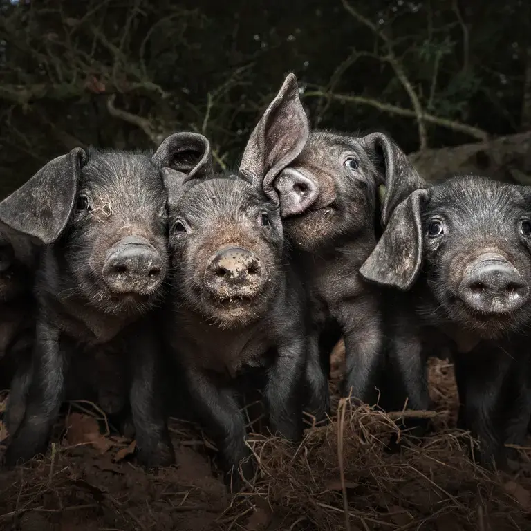 Hogging the Limelight by Susan Lang.