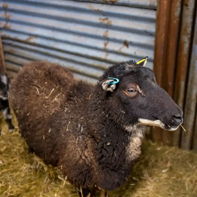 A dark-coloured sheep.