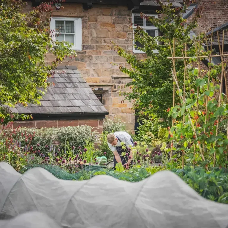 A chef working in Moor Hall's kitchen garden.