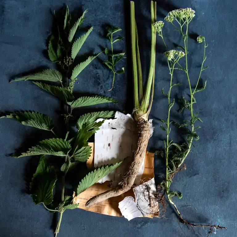 Wild green ingredients on a blue background.