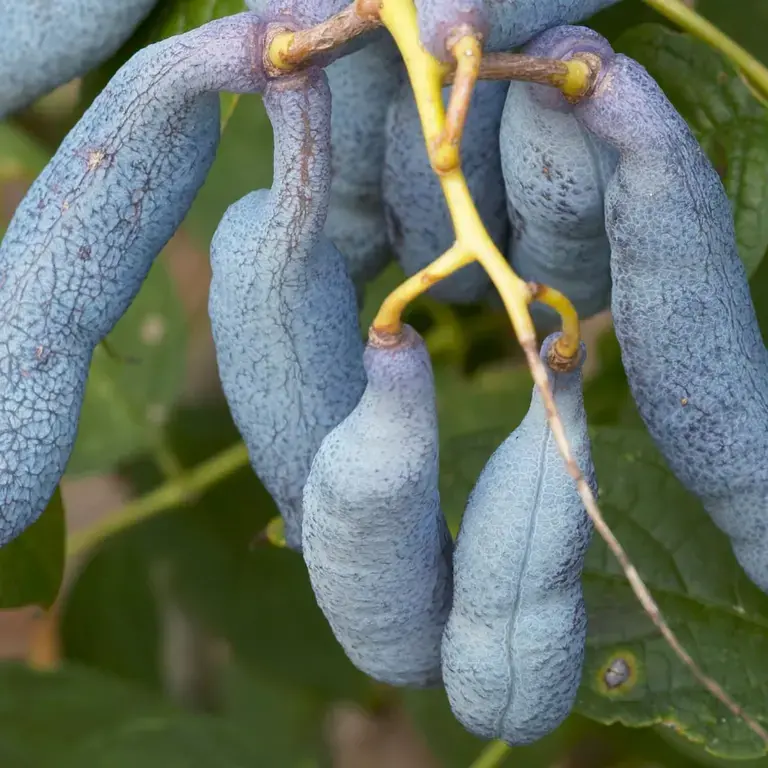 Blue sausage fruit
