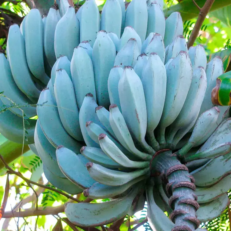 Blue Java Banana, The Smooth Banana That Tastes Like Vanilla Ice Cream