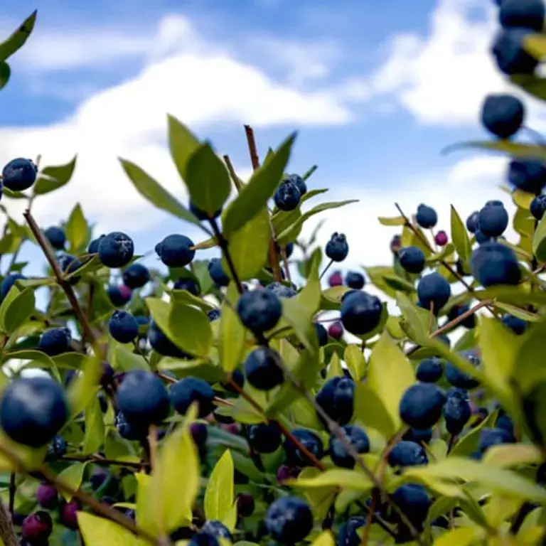 Original_11481_mirto-finedininglovers-TP