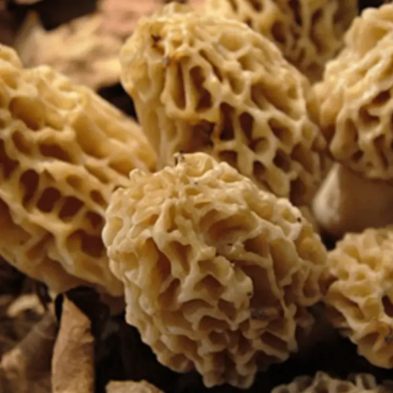 How Many Mushrooms Have You Tried?