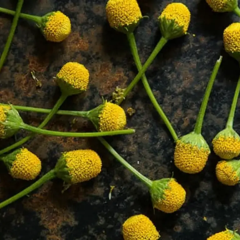 Szechuan Buttons: Electrifying Edible Flowers