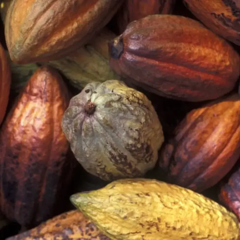 Original_13746_Cocoa-FDL-TP