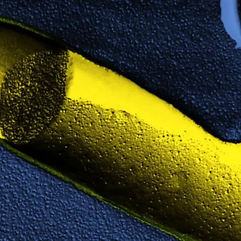 Original_14289_Lactobacillus-bulgaricus-Milk-Fermentation-TP