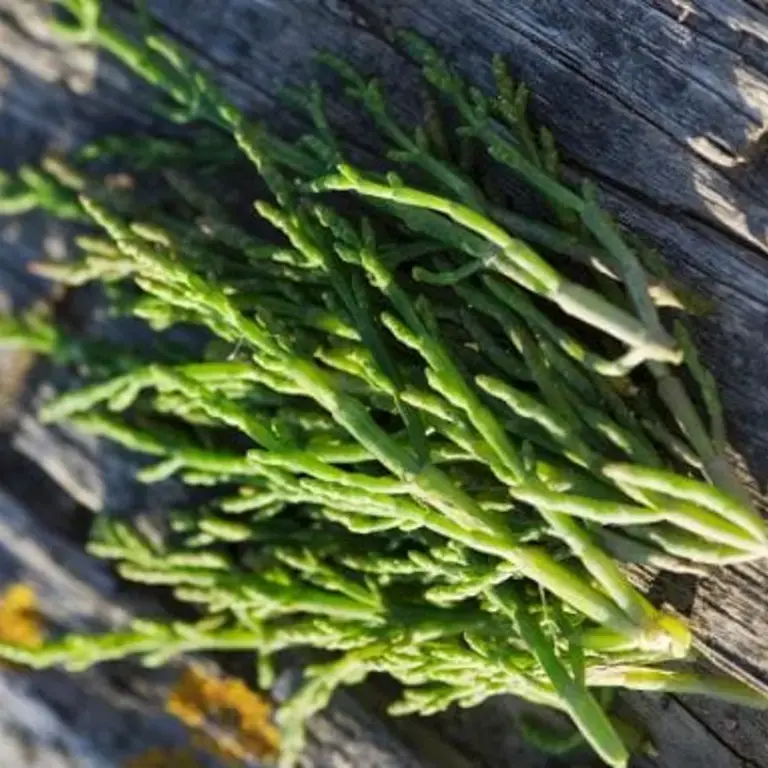 Salicornia: What You Need to Know About This Tasty Sea Bean