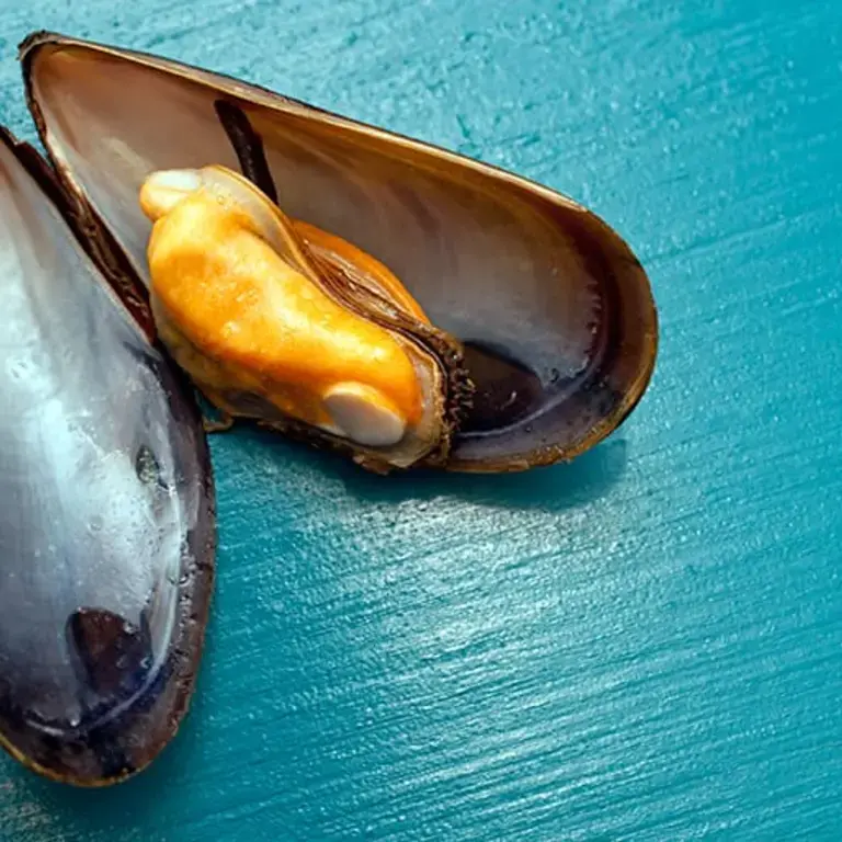 Mussels From A to Z: 26 Things to Know