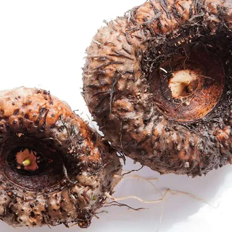 Konjac from A to Z: 26 things worth knowing