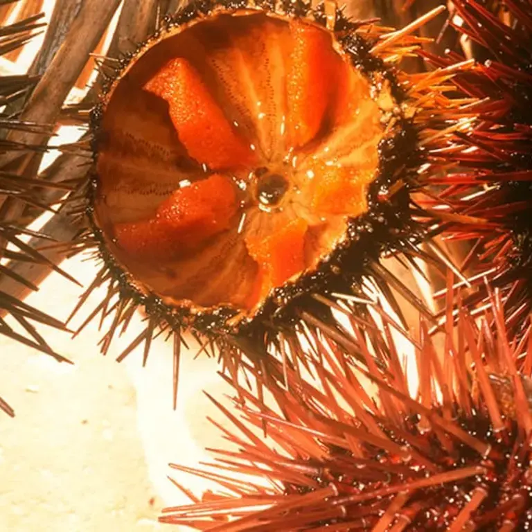 Sea Urchin From A to Z: 26 Things to Know