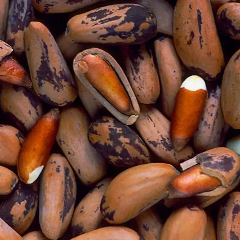Where do pine nuts come from
