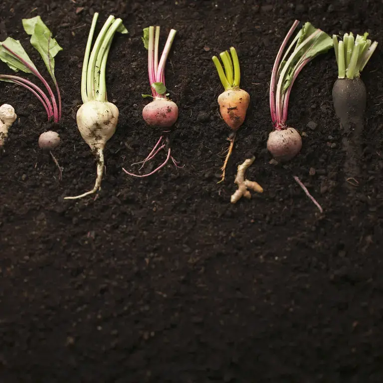 List of Root Vegetables: 11 Favourites plus Recipes