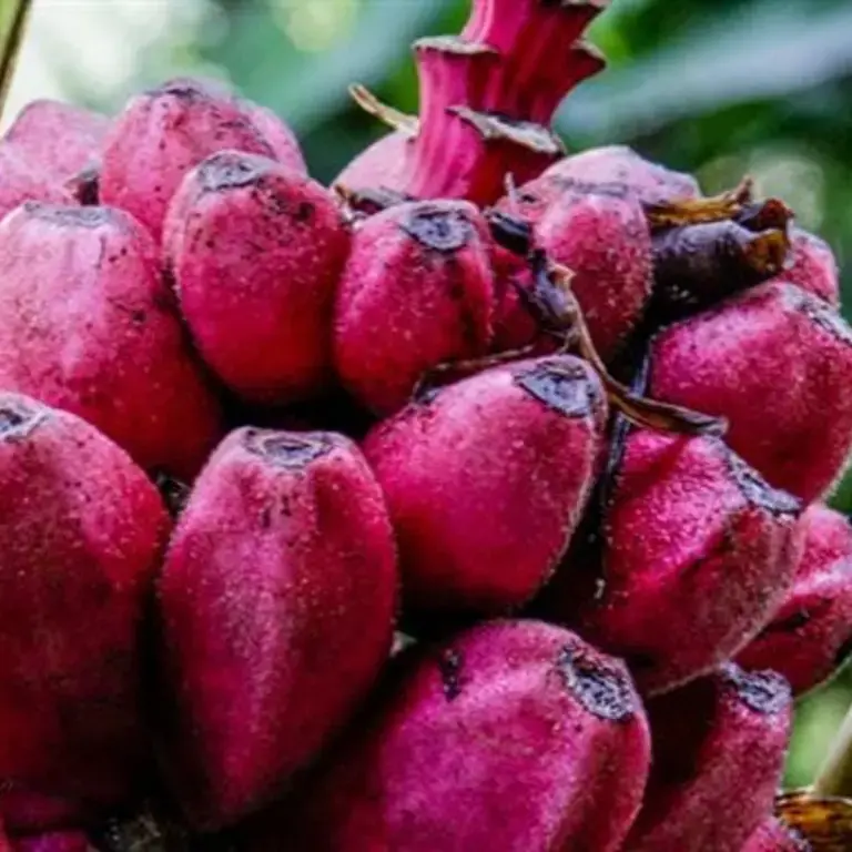 Red Banana: the Curious and Colourful Superfood