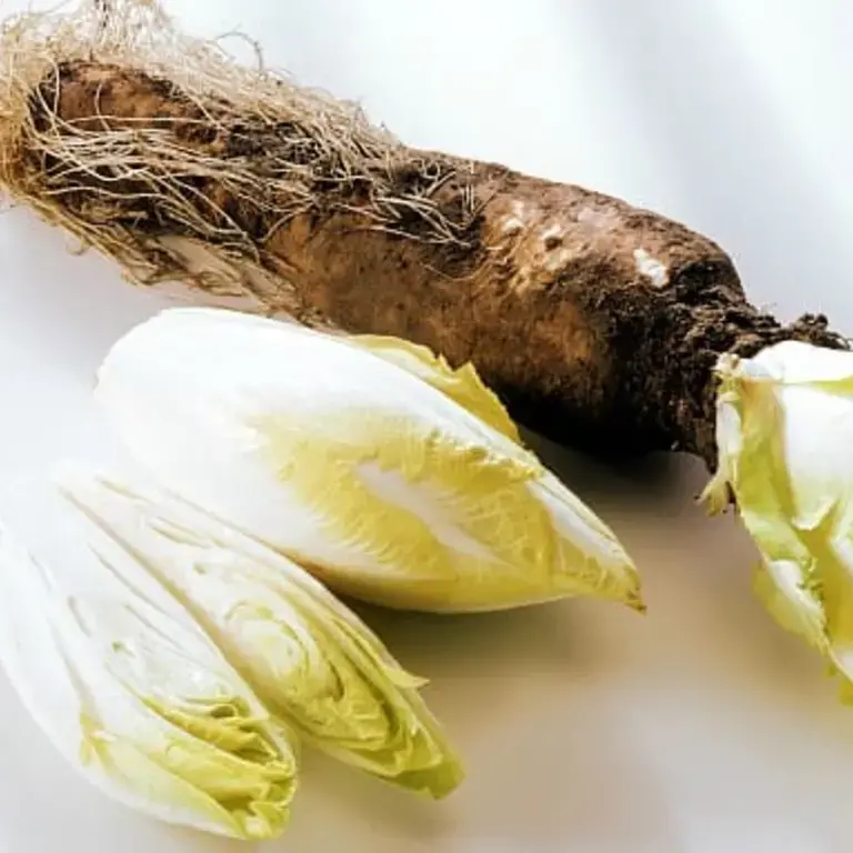 What is Chicory?