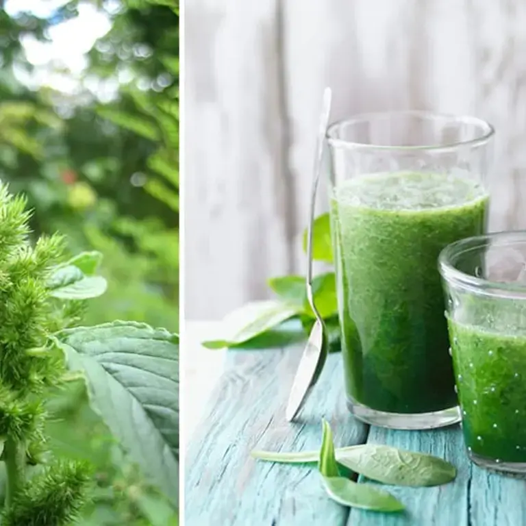 How to Cook Pigweed