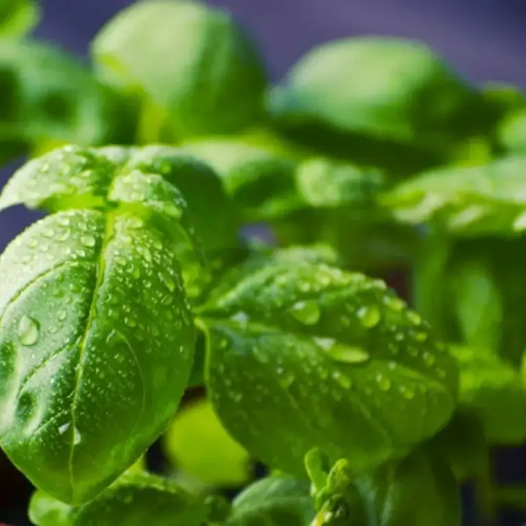 How to Harvest Basil to Ensure your Plant Flourishes