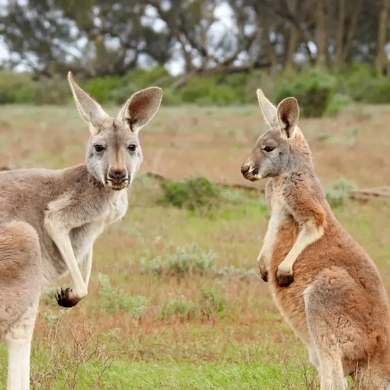 All You Need to Know About Kangaroo Meat