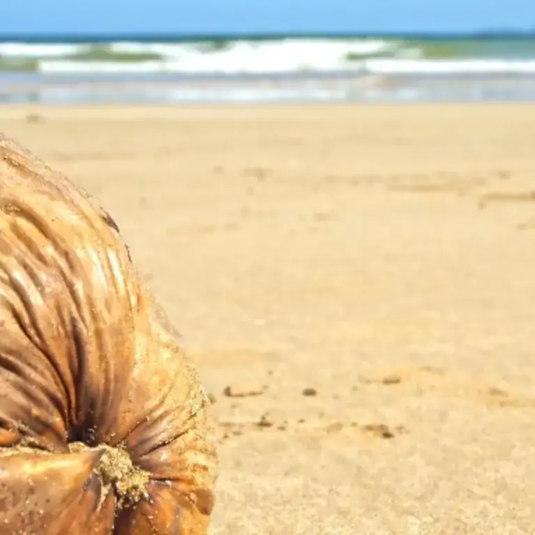 Original_2966_coconut.000